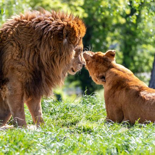 Safari Park Varallo Pombia